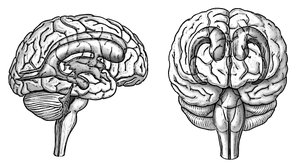 Blank Brain Ventricles For Labeling, lateral and anterior views shown