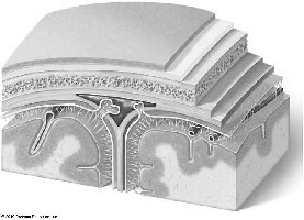 Blank section of the Skull and Brain For Labeling Layers and Meninges