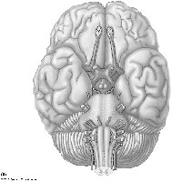 Blank Inferior Brain For Labeling The Cranial Nerves
