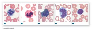 White blood cells: neutrophil, eosinophil, basophil, monocyte, lymphocyte