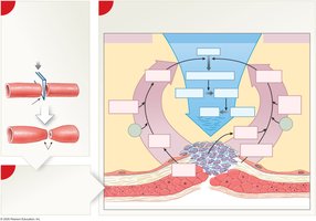 Phases of hemostasis: vascular, platelet, and coagulation