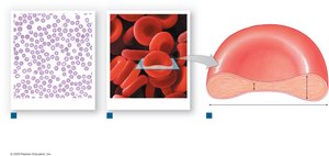 Anatomy of red blood cells: blood smear, SEM, and sectional view