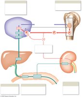 Recycling of hemoglobin and fate of RBC components