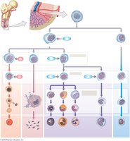Origins and differentiation of blood cells