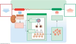 EPO and stimulation of erythropoiesis