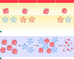 Blood types and cross-reactions