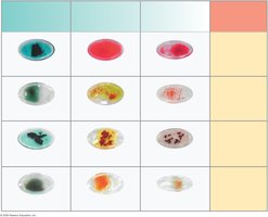 Blood type testing with anti-A, anti-B, and anti-Rh antibodies