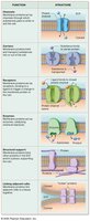 Functions of membrane proteins