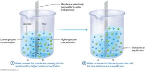 Osmosis across membrane
