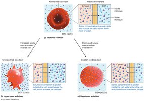 Tonicity effects on cell volume