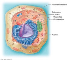 Generalized cell structure