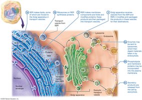 Function of endomembrane system