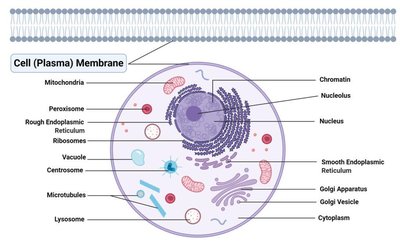 Cell membrane, nucleus, cytoplasm