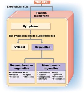 Cell organelle classification diagram