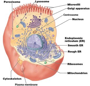 Cytoskeleton structure and function