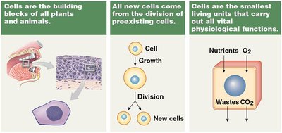 Cell theory summary diagram