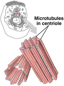 Centrioles and microtubules