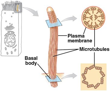 Cilia structure and function