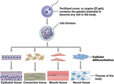 Cellular differentiation from zygote to tissues