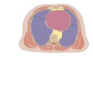 Thoracic cavity transverse section