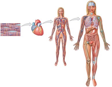 Levels of organization from tissue to organism
