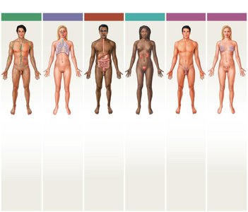 Organ systems overview part 2