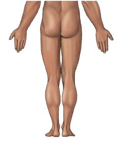 Posterior anatomical landmarks continued