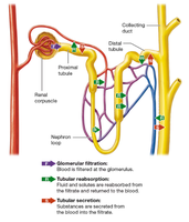 Diagram of nephron showing filtration, reabsorption, and secretion