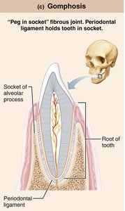Gomphosis joint of tooth in socket