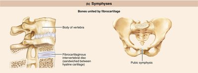 Symphysis joint examples