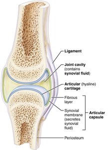 General structure of a synovial joint