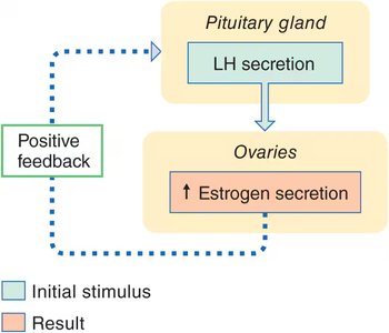 Positive feedback loop for estrogen and LH