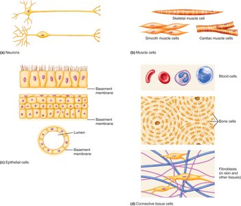 Major cell types in the human body