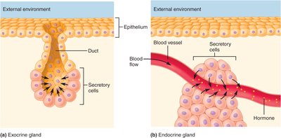 Exocrine and endocrine glands