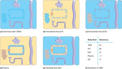 Body fluid compartments