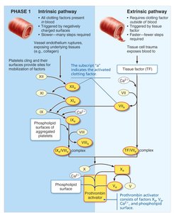 Coagulation cascade pathways