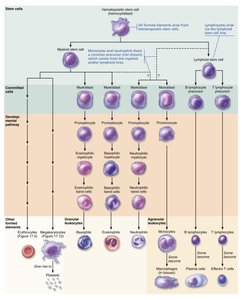 Leukocyte formation chart