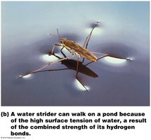 Surface Tension in Water