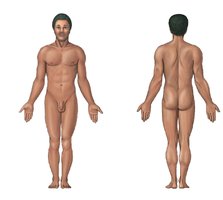 Anatomical landmarks: anterior and posterior views