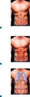 Abdominopelvic relationships and internal organs