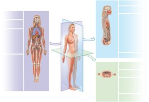 Sectional planes: frontal, sagittal, transverse