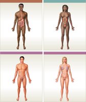 Male and Female Reproductive Systems