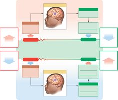 Negative feedback: control of body temperature