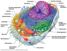 Structure of a generalized cell with labeled organelles