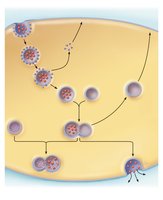 Endocytosis pathways