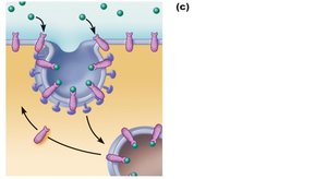 Receptor-mediated endocytosis
