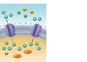 Generation and maintenance of membrane potential