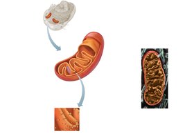 Structure of mitochondria