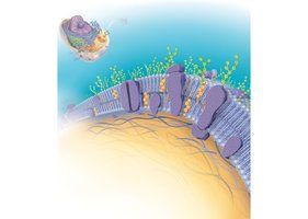 Fluid mosaic model of the plasma membrane