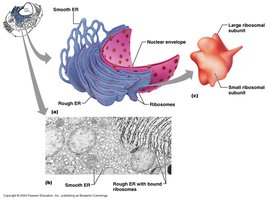 Structure of rough and smooth ER